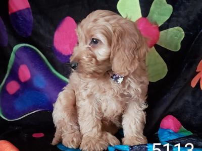 Adorable Cockapoo puppies in Kilkenny