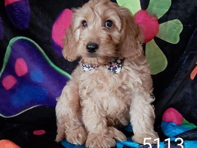Adorable Cockapoo puppies in Kilkenny