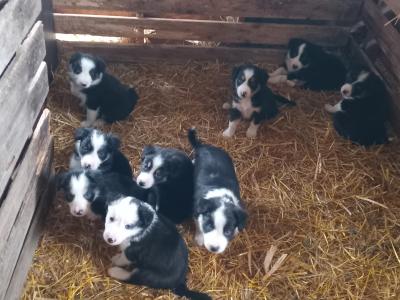 Border Collie puppies in Tipperary