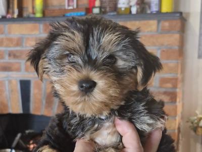 Miniature Yorkshire Terrier puppy male and female