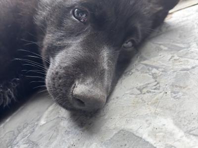Last black female German Shepherd puppy available in Laois