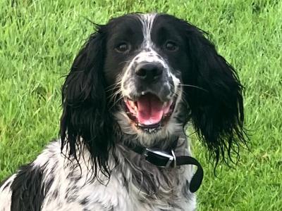 IKC Registered male Springer Spaniel 4 years old in Cavan