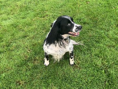 IKC Registered male Springer Spaniel 4 years old in Cavan