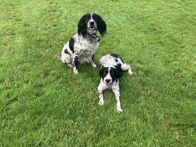 IKC Registered male Springer Spaniel 4 years old in Cavan