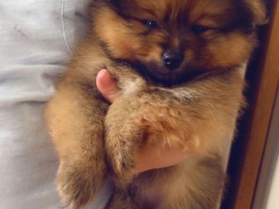 NO TIME WAISTERS**Miniature Pomeranian male for sale** NO TIME WAISTERS