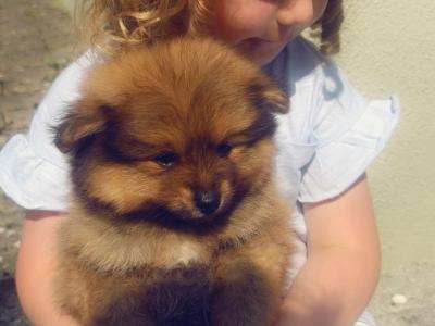 NO TIME WAISTERS**Miniature Pomeranian male for sale** NO TIME WAISTERS