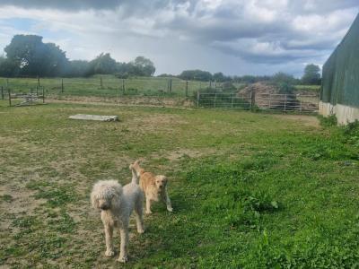 5 month old female Goldendoodle puppy for sale in Offaly