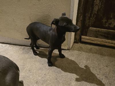 Beautiful Whippet . Last of cracking litter. Very unusual colour