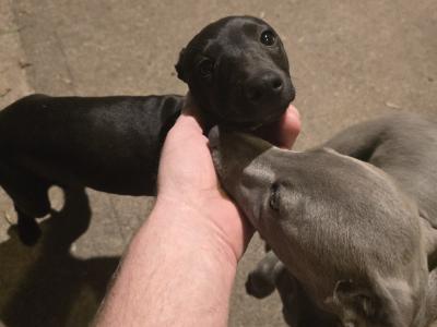 Beautiful Whippet . Last of cracking litter. Very unusual colour