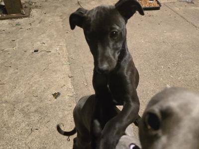 Beautiful Whippet . Last of cracking litter. Very unusual colour