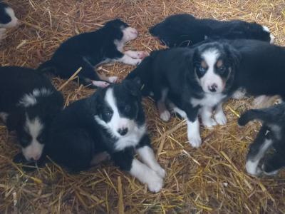 Border Collie puppies in Tipperary