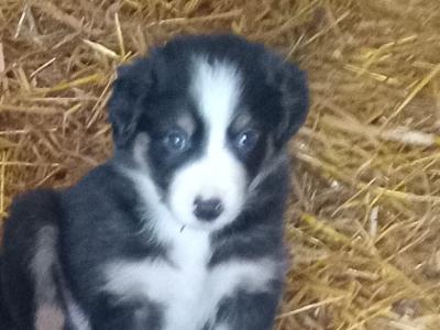 Border Collie puppies in Tipperary