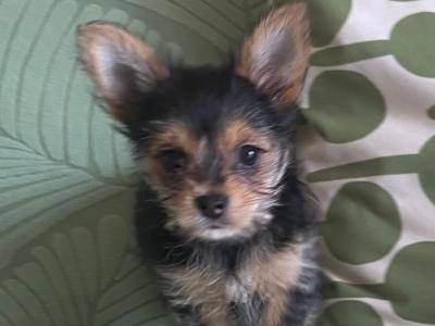Female Yorkshire Terrier x Chihuahua puppy in Dublin