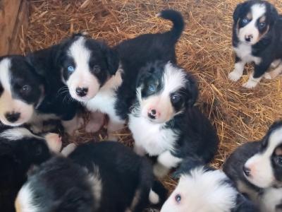 Border Collie puppies in Tipperary