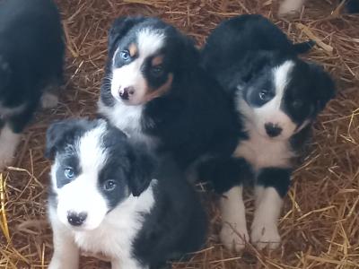 Border Collie puppies in Tipperary