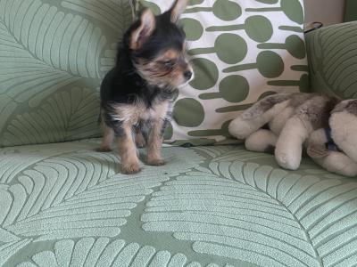 Female Yorkshire Terrier x Chihuahua puppy in Dublin