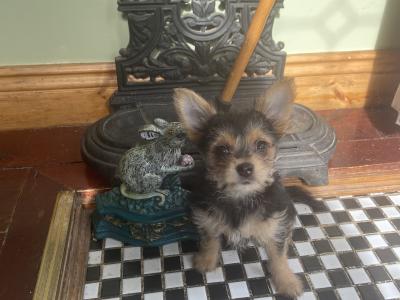 Female Yorkshire Terrier x Chihuahua puppy in Dublin