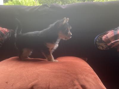 Female Yorkshire Terrier x Chihuahua puppy in Dublin