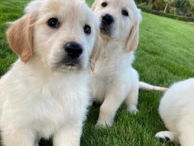 Gorgeous Golden Retriever puppies in Carlow 🐶