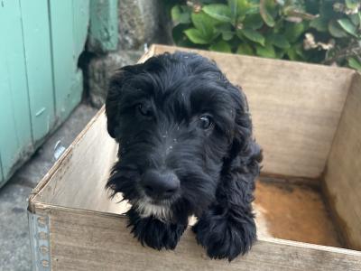 11 week old Cockapoo x Border Collie puppies for sale in Kilkenny
