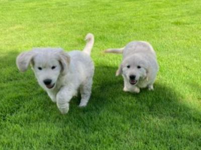 Gorgeous Golden Retriever puppies in Carlow 🐶