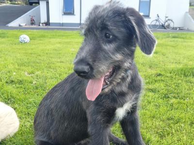 IKC Registered Irish Wolfhound puppies in Clare - Two gorgeous males left
