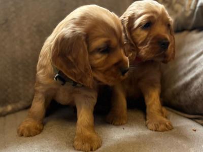 Golden Cocker Spaniel puppies