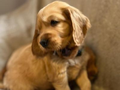 Golden Cocker Spaniel puppies