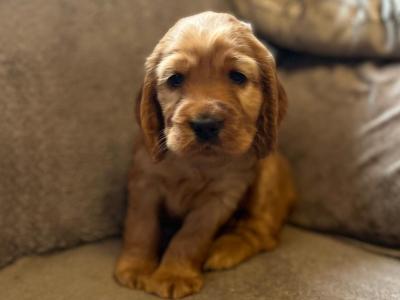 Golden Cocker Spaniel puppies