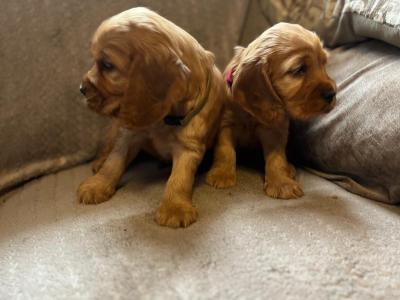 Golden Cocker Spaniel puppies