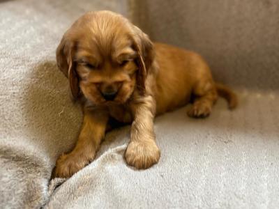 Golden Cocker Spaniel puppies