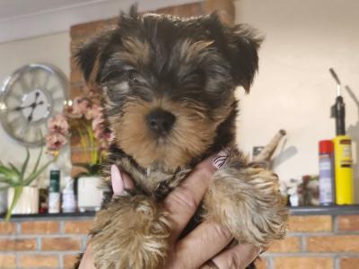 Miniature Yorkshire Terrier puppy