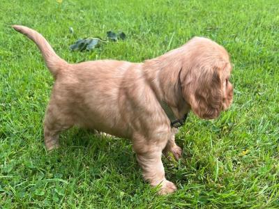 Golden Cocker Spaniel puppies