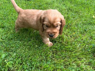 Golden Cocker Spaniel puppies