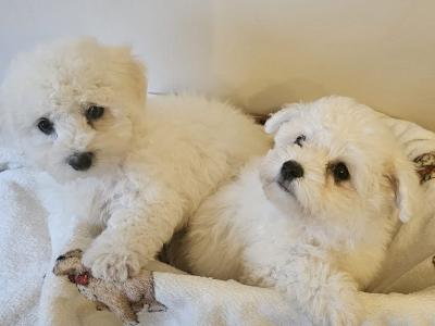 IKC Registered(pending) Bichon Frise puppies in Galway