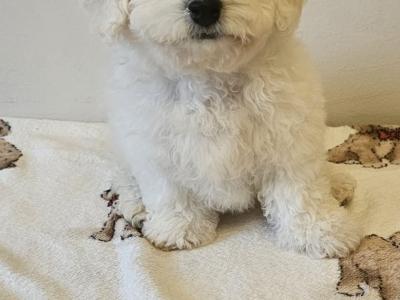 IKC Registered(pending) Bichon Frise puppies in Galway