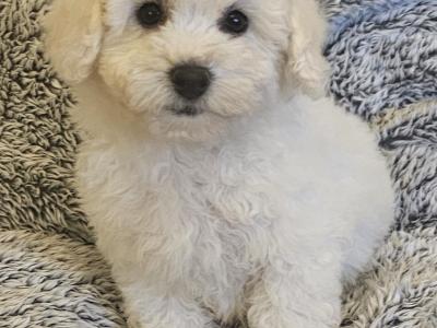 IKC Registered(pending) Bichon Frise puppies in Galway