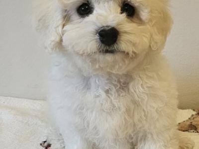 IKC Registered(pending) Bichon Frise puppies in Galway