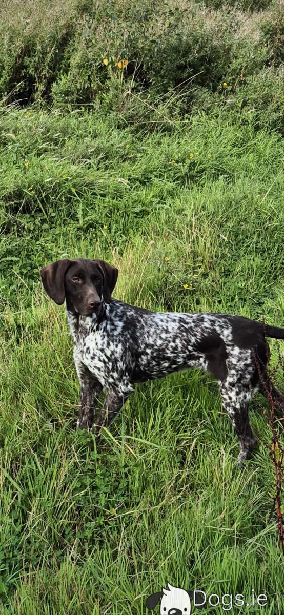 Pointer Puppies German Shorthaired Pointer Ticked Grey German