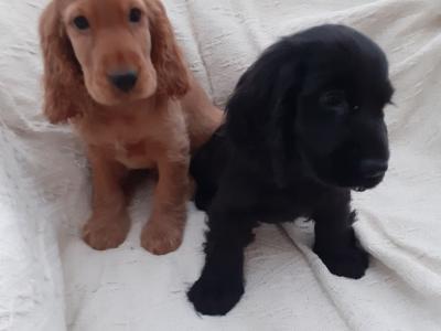 Cocker Spaniel puppies