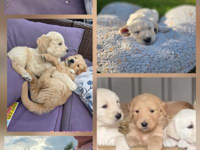 1 Boy/2girls Goldendoodle x Golden Retriever puppies in Donegal