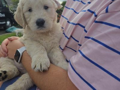 1 Boy/2girls Goldendoodle x Golden Retriever puppies in Donegal
