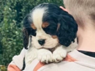 Purebred Cavalier King Charles puppies in Cork