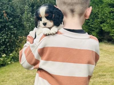 Cavalier King Charles puppies in Cork