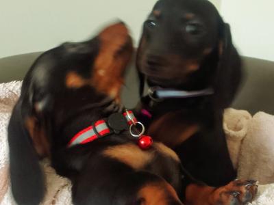 2 Stunning miniature Dachshund puppies available in Laois one male one femail