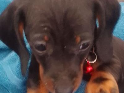 Miniature ikc  Dachshund puppies available in Laois one male one femail