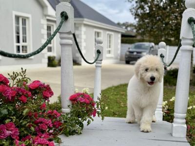 F1 Goldendoodle puppies in Wexford. Health Tested Parents 0871172514