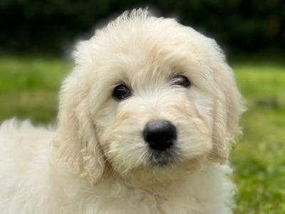 F1 Goldendoodle puppies in Wexford. Health Tested Parents 0871172514