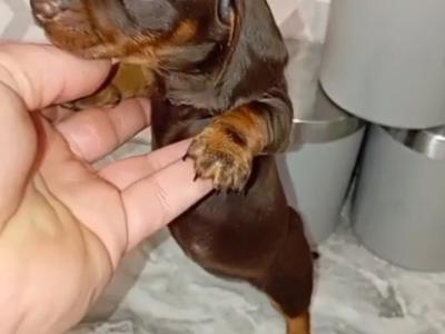 Miniature female Dachshund puppy in Dublin