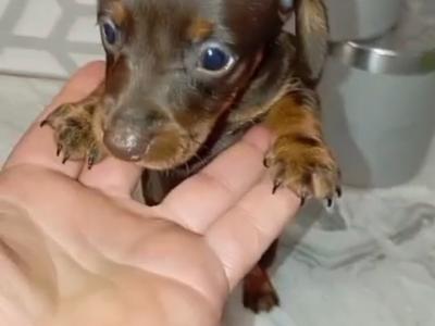 Miniature female Dachshund puppy in Dublin